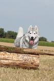 SIBERIAN HUSKY 058